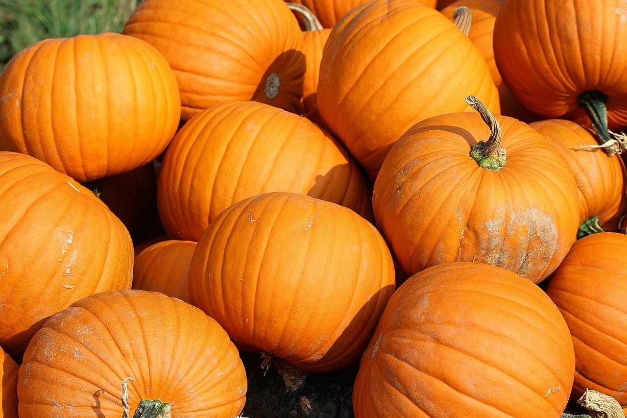 How to Grow a Pumpkin Patch for Halloween